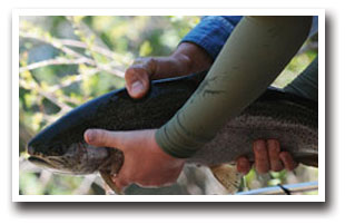 Brook Trout caught in Williams Creek Reservoir near Pagosa Springs, Colorado