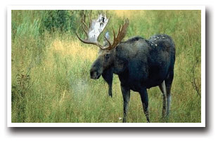 A moose standing in the green field near Red Feather Lakes, Colorado