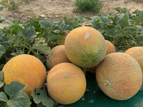 Famous Rocky Ford Cantaloupes ripe and ready to eat in Rocky Ford, Colorado.