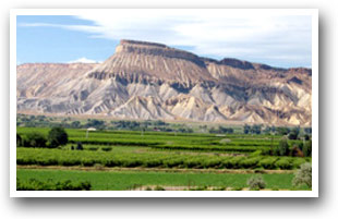 Palisade Vineyard, Colorado