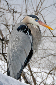 A Great Blue Heron nested in the snow in Longmont, Colorado