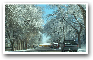 Tree lined street in Berthoud, Colorado