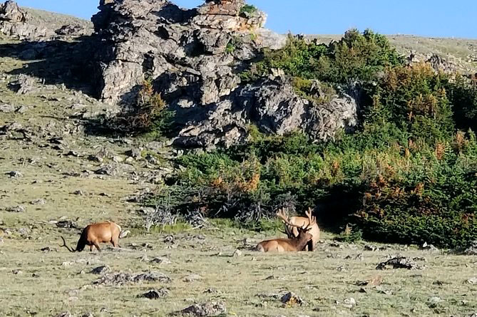 Elk grazing and resting in Roosevelt National Forest, Colorado.