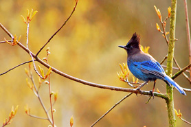 Stellars Jay in tree near Hot Sulphur Springs, Colorado