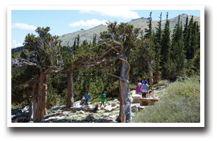 Bristle Cone Pine trees at Dos Chappell Nature Center along Mount Blue Sky Scenic Byway in Colorado.