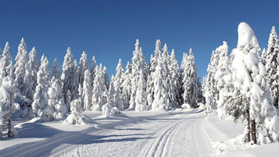 Cross Country Ski Trail, Pagosa Springs, Colorado