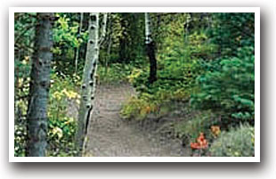 Rainbow Trail surrounded by trees in the Sangre de Cristo Mountain Range of Colorado