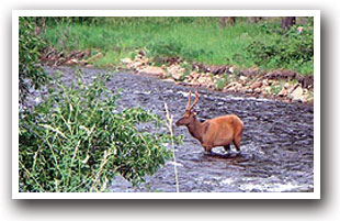 Wildlife along Trail Ridge Road-Rocky Mountain National Park Scenic Byway, Colorado.