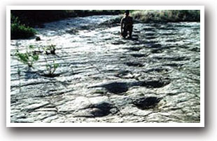 Dinosaur tracks at Picketwire Canyonlands near Springfield, Colorado