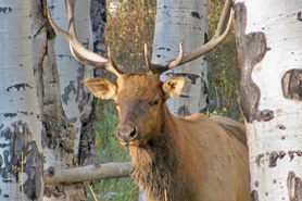 The head of a moose in Naturita, Colorado. Rimrocker Trail. Experience Desert Vistas and Alpine Forests. Wildlife. Mountain Bike. Off-Roading.