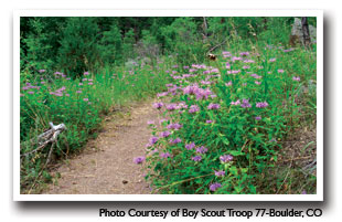 Flowers along a hiking trail near Red Feathers Lake, Colorado