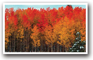 Bright orange aspen trees near the town of Walden, Colorado