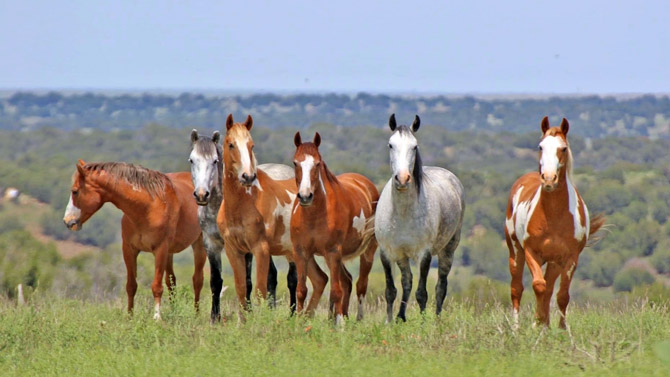 The Wild Horse Refuge and Vacation Home Rental in Craig, Colorado.