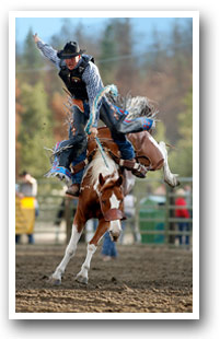 A bull rider at the High Country Stampede Rodeo, Colorado